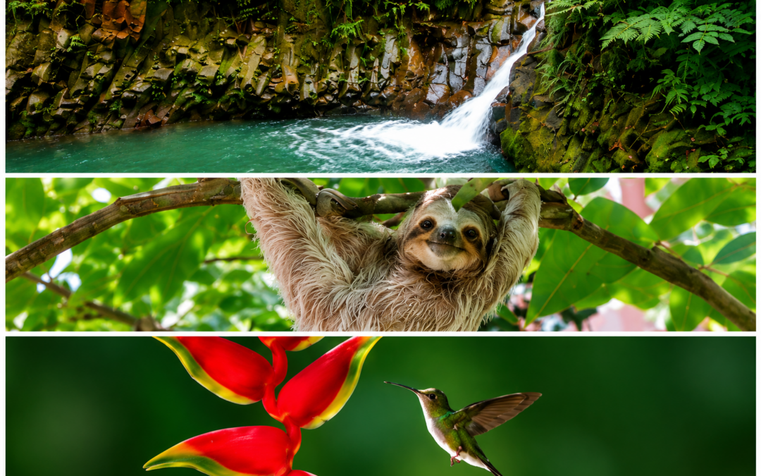 🌿 Rainforest Jewel Tour